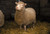 Dolly the cloned sheep_tiny